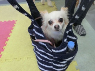 20160228�y�b�g�X�e�[�V�����v�`�m