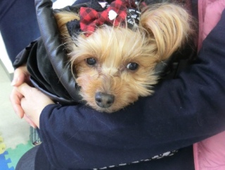 20160228�y�b�g�X�e�[�V�����v�`�m