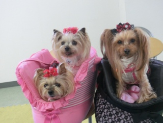 20160228�y�b�g�X�e�[�V�����v�`�m