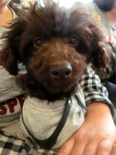 20160312  RAINDOGS CAFE