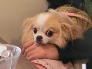 20160312  RAINDOGS CAFE