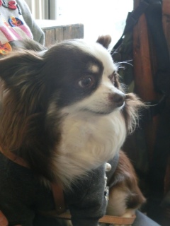 20160312  RAINDOGS CAFE