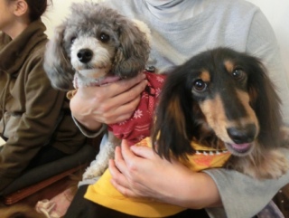 20160312  RAINDOGS CAFE