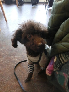 20160312  RAINDOGS CAFE