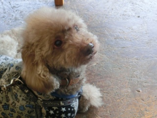 20160312  RAINDOGS CAFE