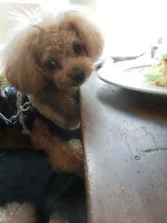 20160320  RAINDOGS CAFE