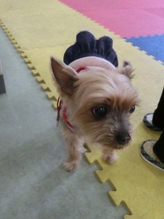 20160327�y�b�g�X�e�[�V�����v�`�m