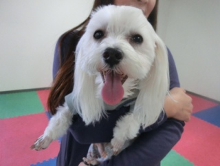 20160327�y�b�g�X�e�[�V�����v�`�m