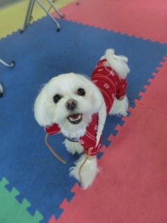 20160327�y�b�g�X�e�[�V�����v�`�m