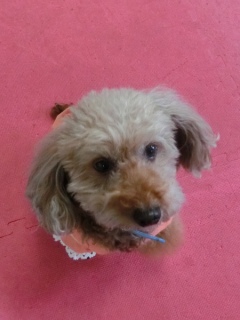 20160327�y�b�g�X�e�[�V�����v�`�m