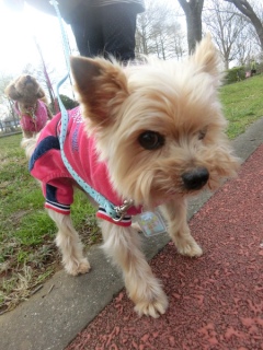 20160327�y�b�g�X�e�[�V�����v�`�m