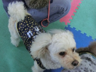 20160327�y�b�g�X�e�[�V�����v�`�m