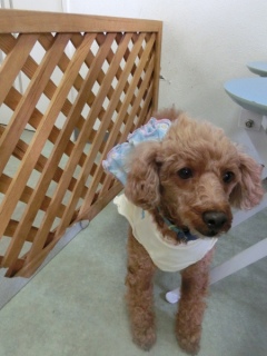 20160327�y�b�g�X�e�[�V�����v�`�m