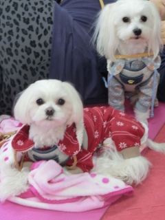 20160327�y�b�g�X�e�[�V�����v�`�m