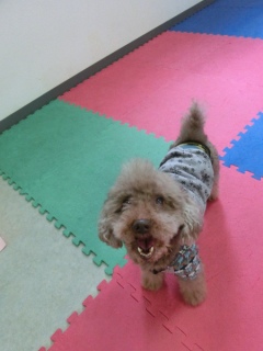 20160327�y�b�g�X�e�[�V�����v�`�m