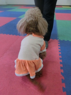 20160327�y�b�g�X�e�[�V�����v�`�m