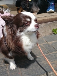 20160409  RAINDOGS CAFE