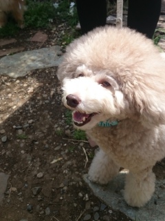 20160409  RAINDOGS CAFE