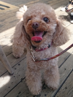 20160409  RAINDOGS CAFE