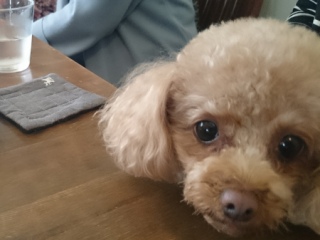 20160409  RAINDOGS CAFE