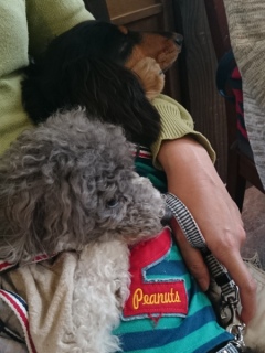 20160409  RAINDOGS CAFE