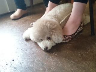 20160409  RAINDOGS CAFE