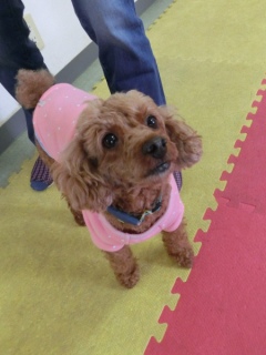 20160424�y�b�g�X�e�[�V�����v�`�m