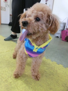 20160424�y�b�g�X�e�[�V�����v�`�m