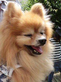 20160429  RAINDOGS CAFE