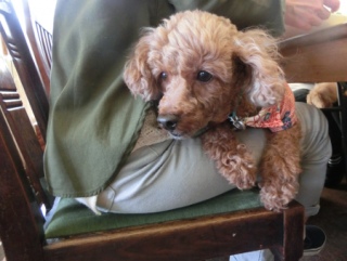 20160429  RAINDOGS CAFE