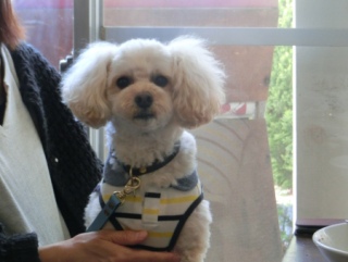 20160429  RAINDOGS CAFE