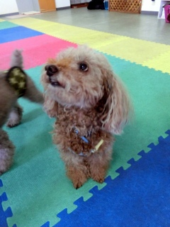 20160522�y�b�g�X�e�[�V�����v�`�m