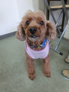 20160522�y�b�g�X�e�[�V�����v�`�m