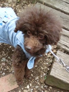 20160528 RAINDOGS CAFE