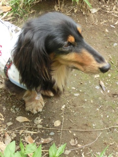 20160528 RAINDOGS CAFE