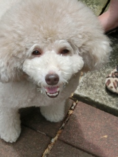 20160528 RAINDOGS CAFE