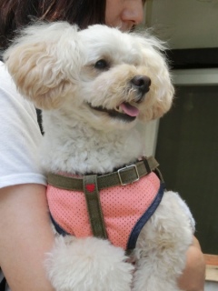 20160611 RAINDOGS CAFE