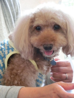 20160611 RAINDOGS CAFE