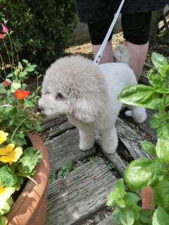 20160611 RAINDOGS CAFE