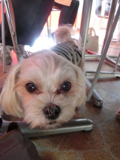 20170111�A�C�g�[���J�t�F