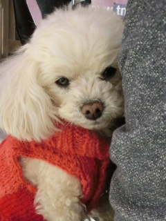 20170111�A�C�g�[���J�t�F