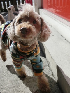 20170111�A�C�g�[���J�t�F