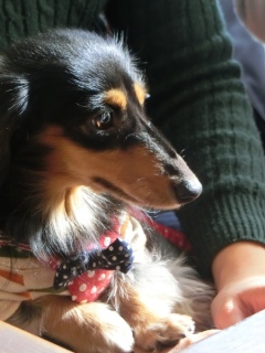 20170115 RAINDOGS CAFE