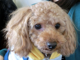 20170115 RAINDOGS CAFE