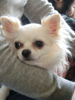 20170115 RAINDOGS CAFE