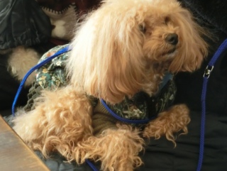 20170115 RAINDOGS CAFE