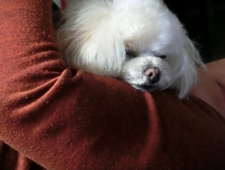 20170115 RAINDOGS CAFE