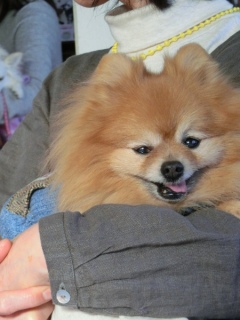 20170115 RAINDOGS CAFE