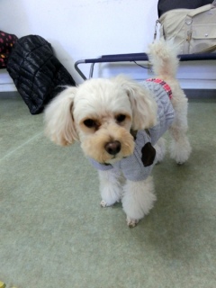 20170122�y�b�g�X�e�[�V�����v�`�m