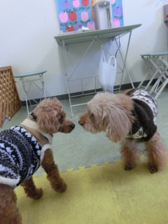 20170122�y�b�g�X�e�[�V�����v�`�m